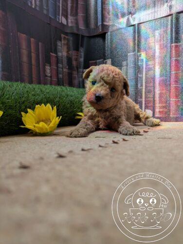 シュナプー男の子