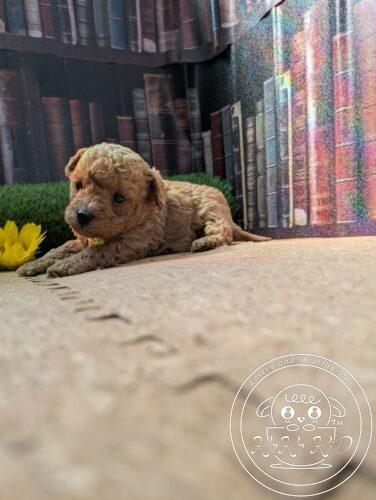 シュナプー男の子