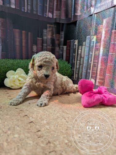 シュナプー女の子