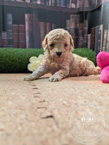 シュナプー女の子