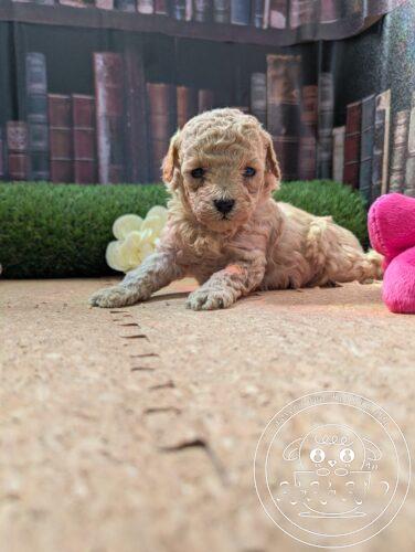 シュナプー女の子