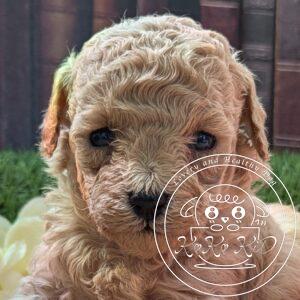 シュナプー女の子