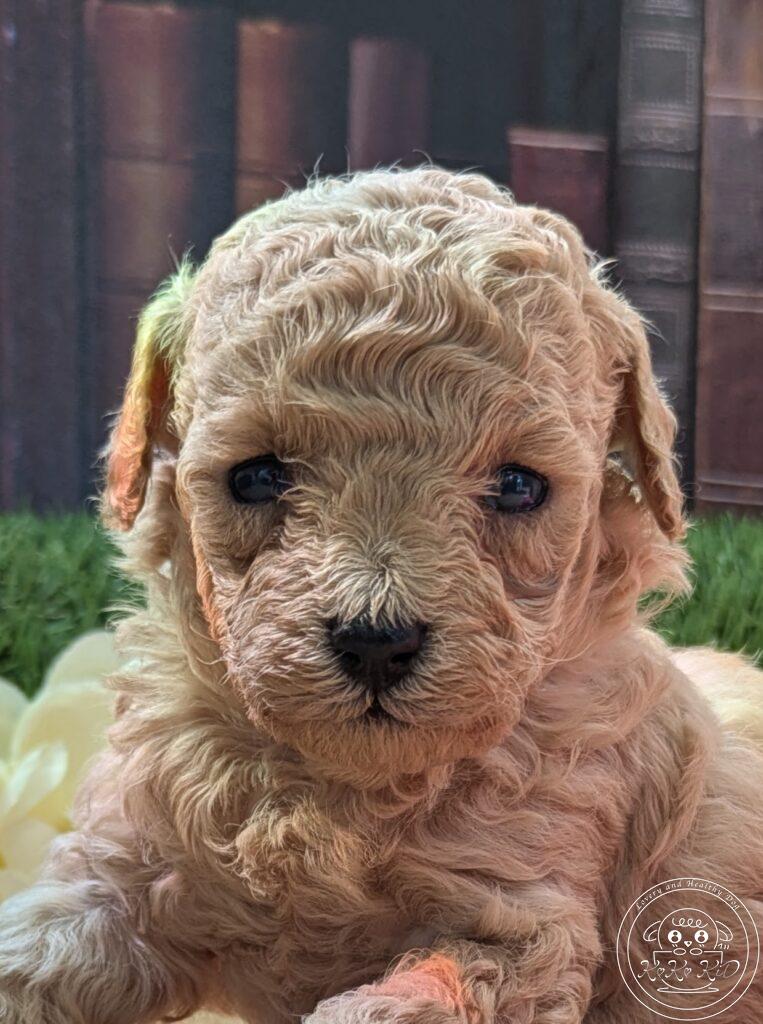 シュナプー女の子