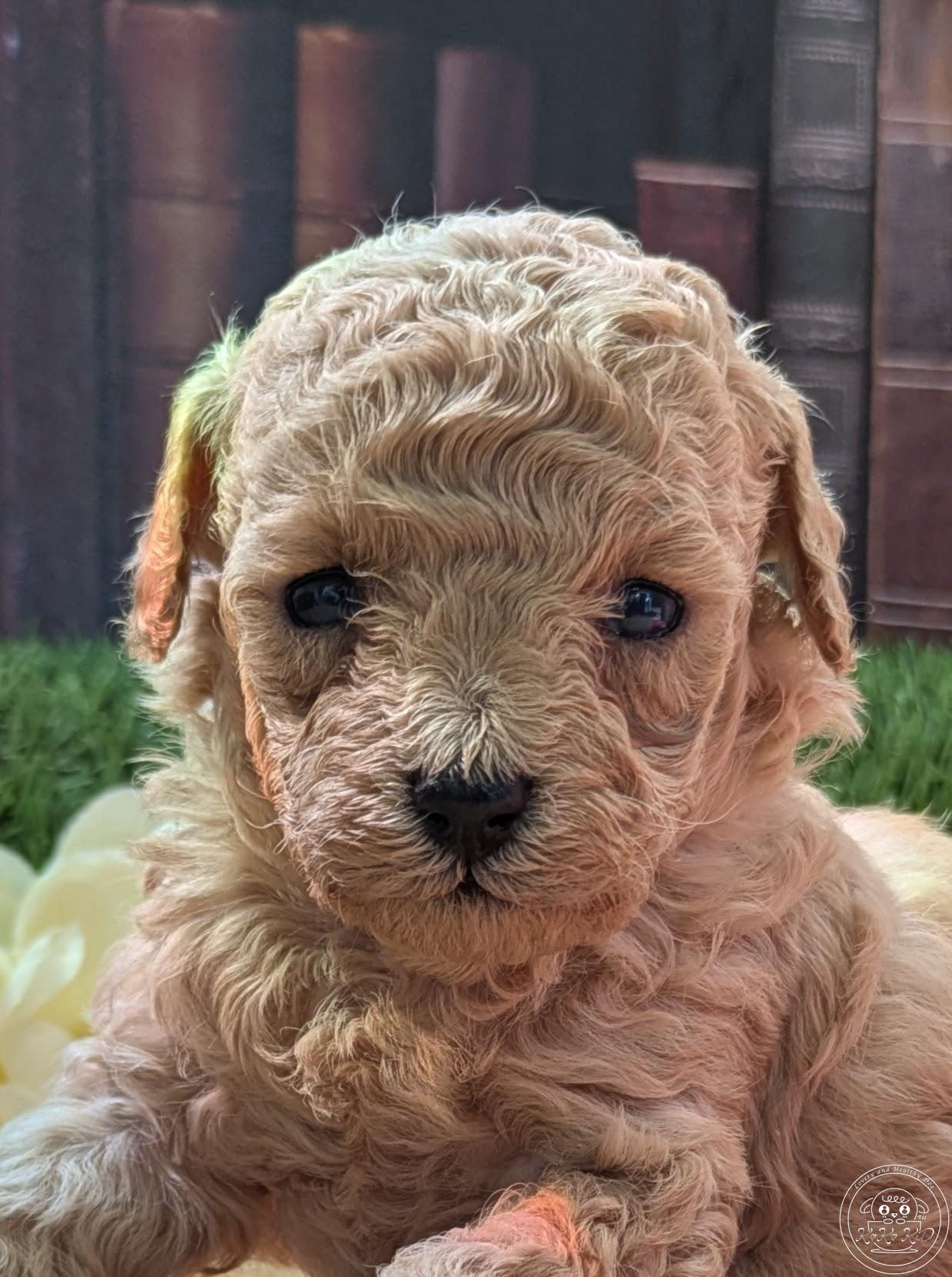 シュナプー/ティーカッププードル×シュナウザー