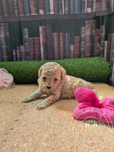 シュナプー女の子