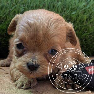 シュナプー女の子