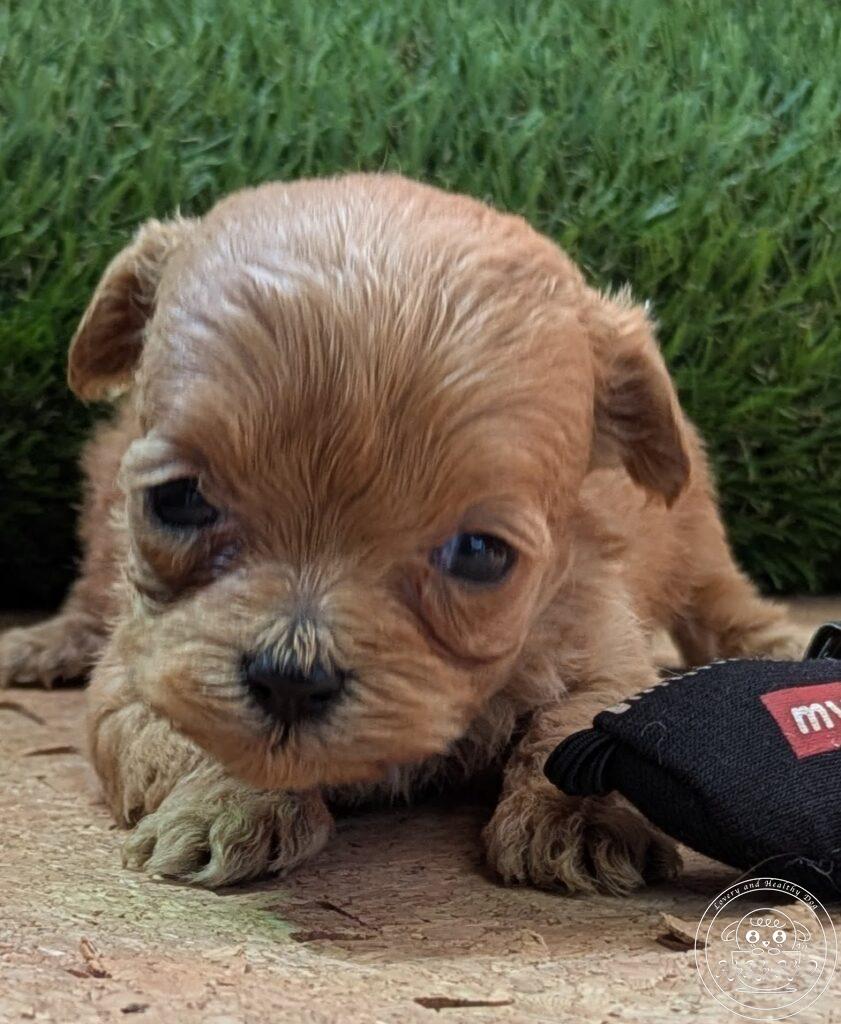 シュナプー女の子