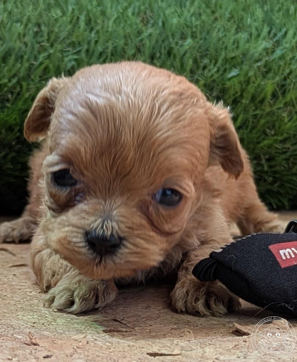 シュナプー/ティーカッププードル×シュナウザー