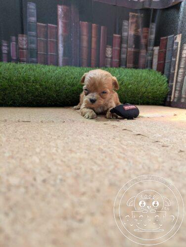 シュナプー女の子