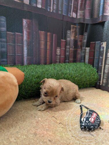 シュナプー女の子