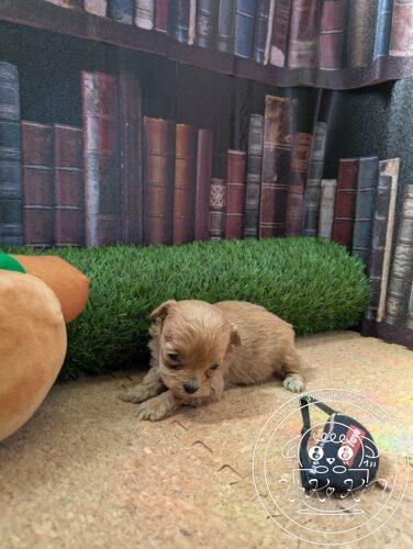 シュナプー女の子