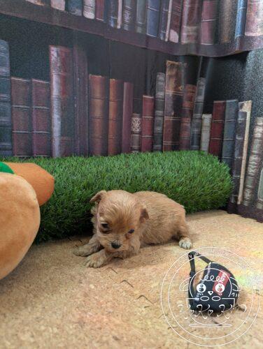 シュナプー女の子