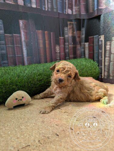 シュナプー男の子