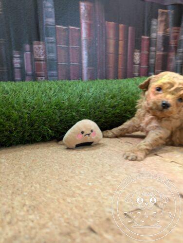 シュナプー男の子