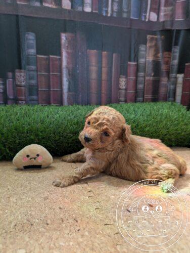 シュナプー男の子