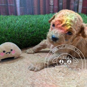 シュナプー男の子