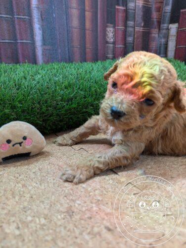 シュナプー男の子