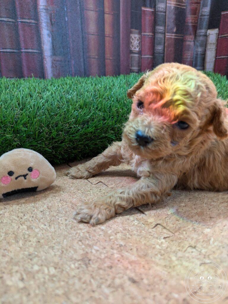 シュナプー男の子