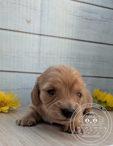 カニヘンダックスフンド