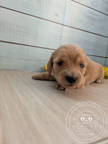 カニヘンダックスフンド