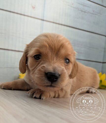 カニヘンダックスフンド