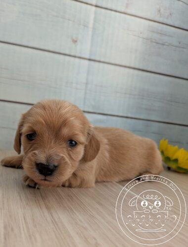 カニヘンダックスフンド