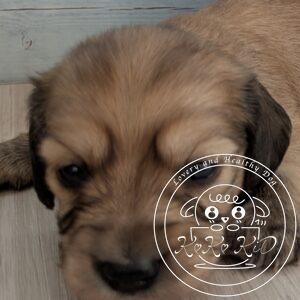 カニヘンダックスフンド