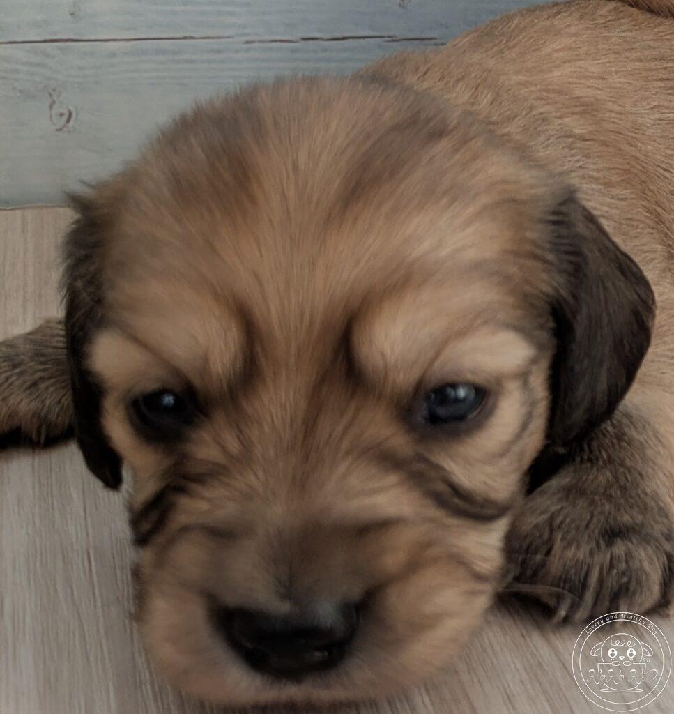 カニヘンダックスフンド