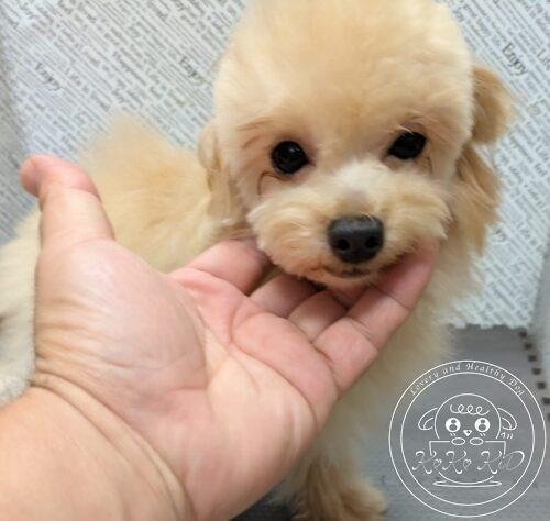マルプー