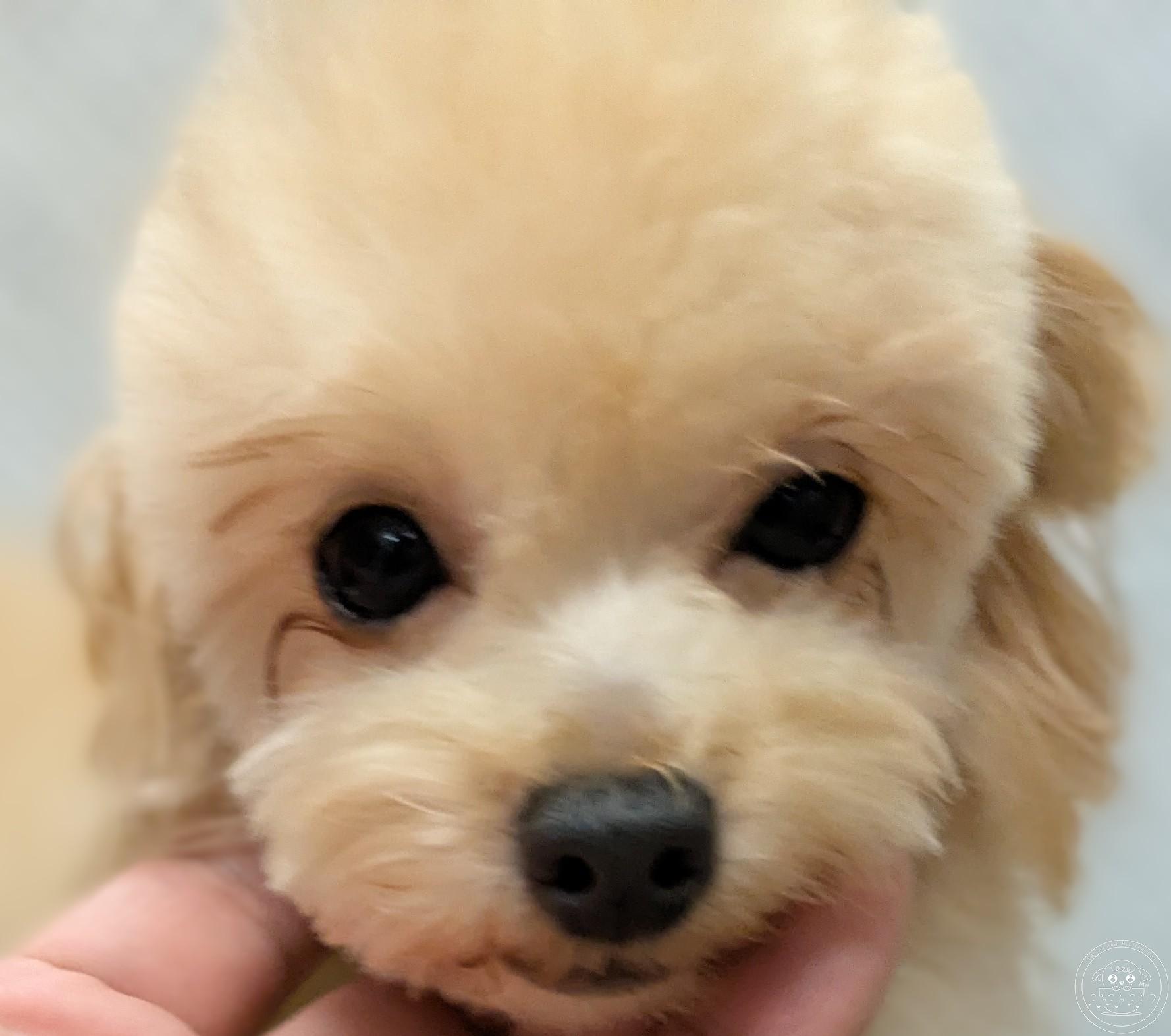 極小マルプー(マルチーズ×トイプードル)