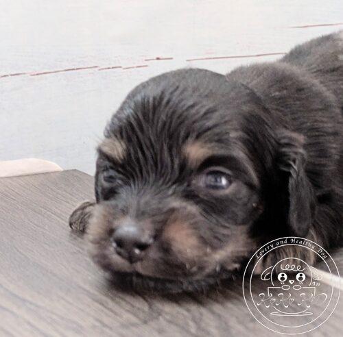 カニヘンダックスフンド