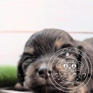 カニヘンダックスフンド