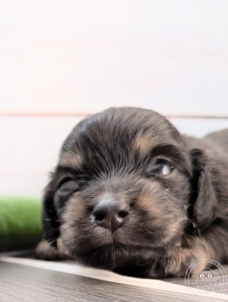 カニヘンダックスフンド