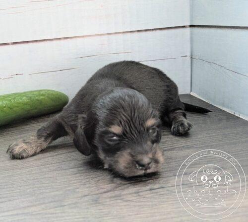 カニヘンダックスフンド