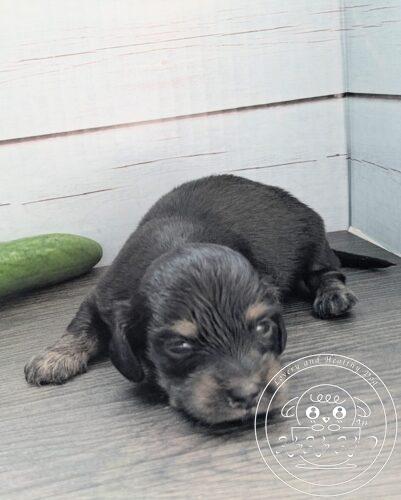 カニヘンダックスフンド