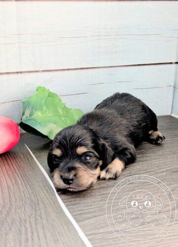 カニヘンダックスフンド