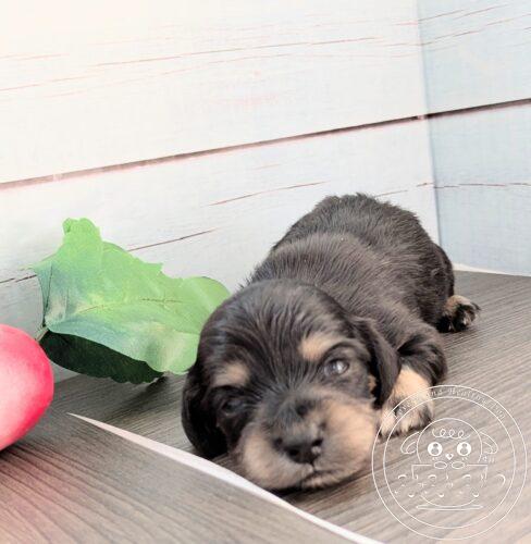 カニヘンダックスフンド