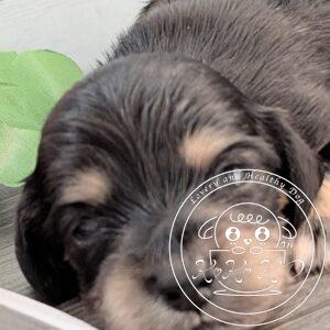 カニヘンダックスフンド