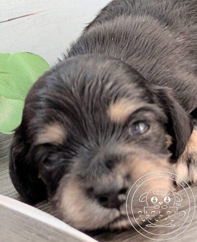 カニヘンダックスフンド