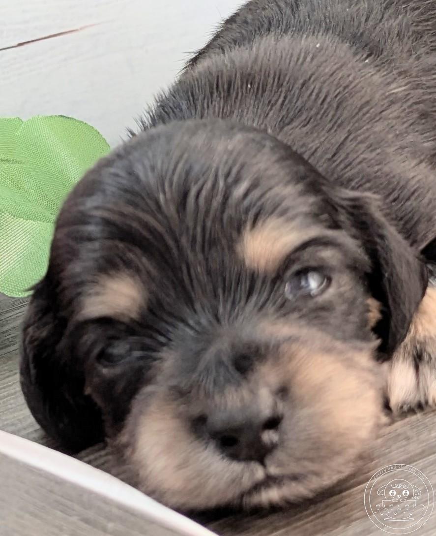 カニヘンダックスフンド