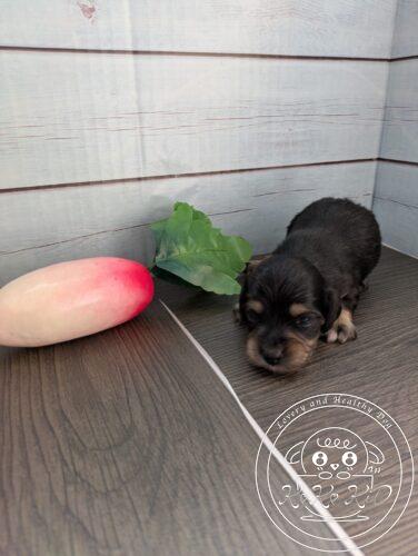 カニヘンダックスフンド