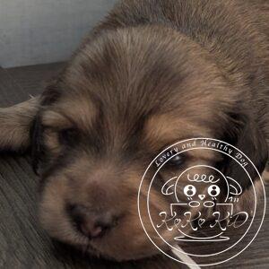 カニヘンダックスフンド