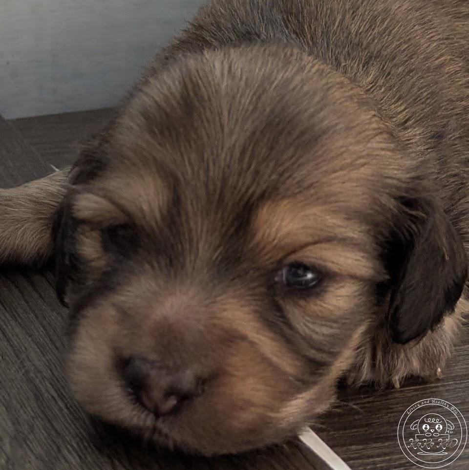 カニヘンダックスフンド