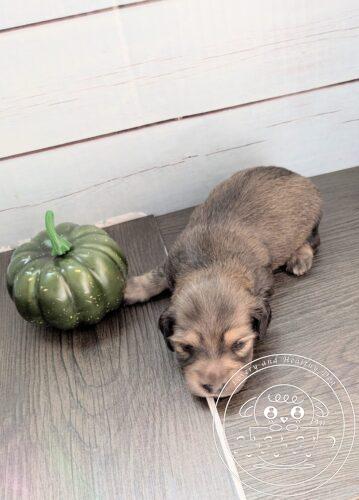 カニヘンダックスフンド