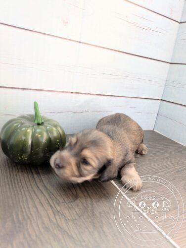 カニヘンダックスフンド