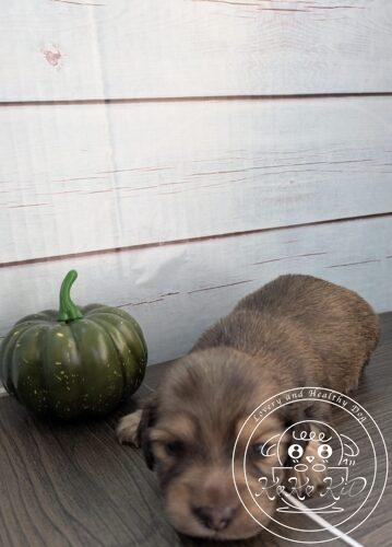 カニヘンダックスフンド