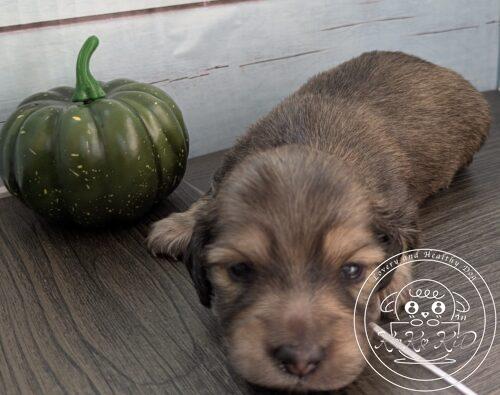 カニヘンダックスフンド