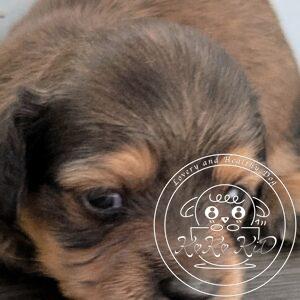 カニヘンダックスフンド