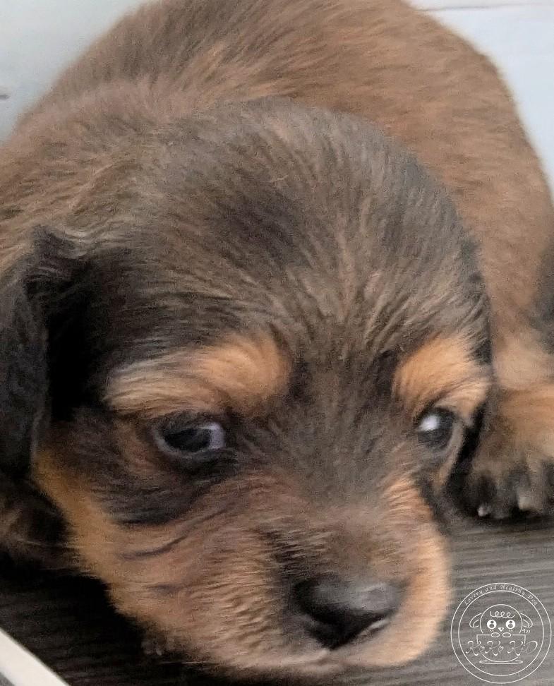 カニヘンダックスフンド