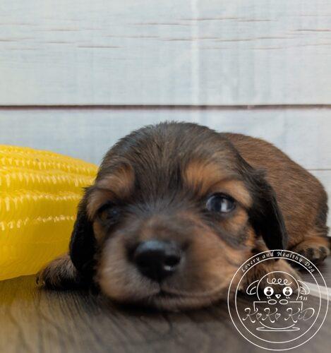 カニヘンダックスフンド